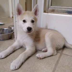 Meet your Posher, Greg